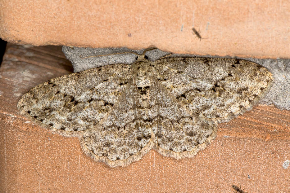 Ectropis crepuscolaria (Geometridae)