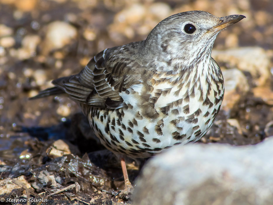 Tordela (Turdus viscivorus)