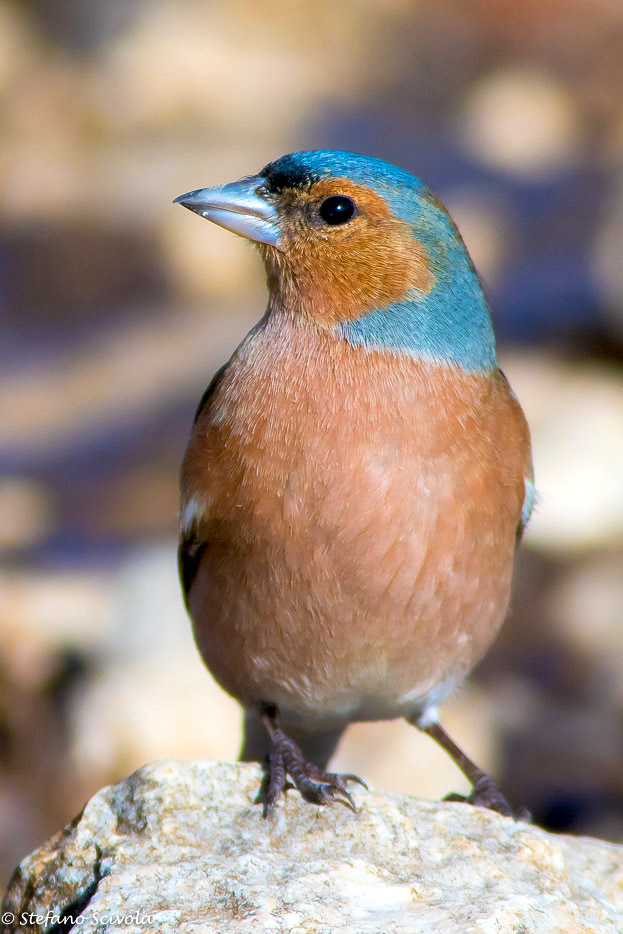 Fringuello (Fringilla coelebs)  ♂