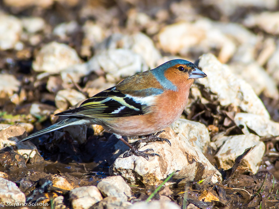 Fringuello (Fringilla coelebs)  ♂