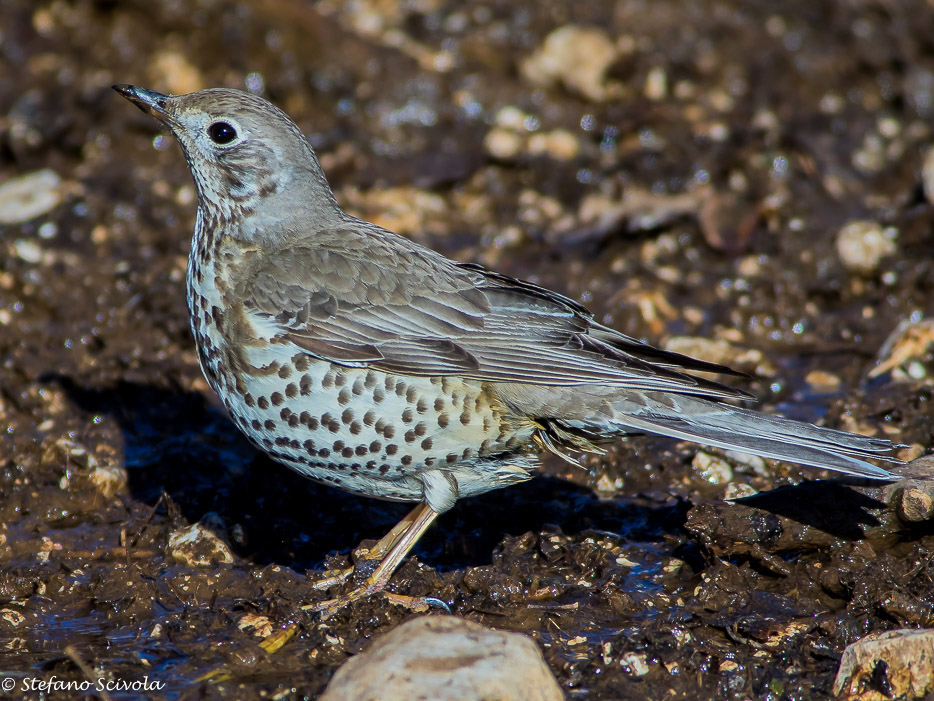 Tordela (Turdus viscivorus)