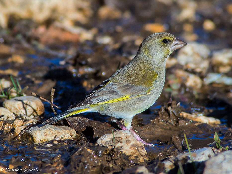 Verdone (Chloris chloris) ♀