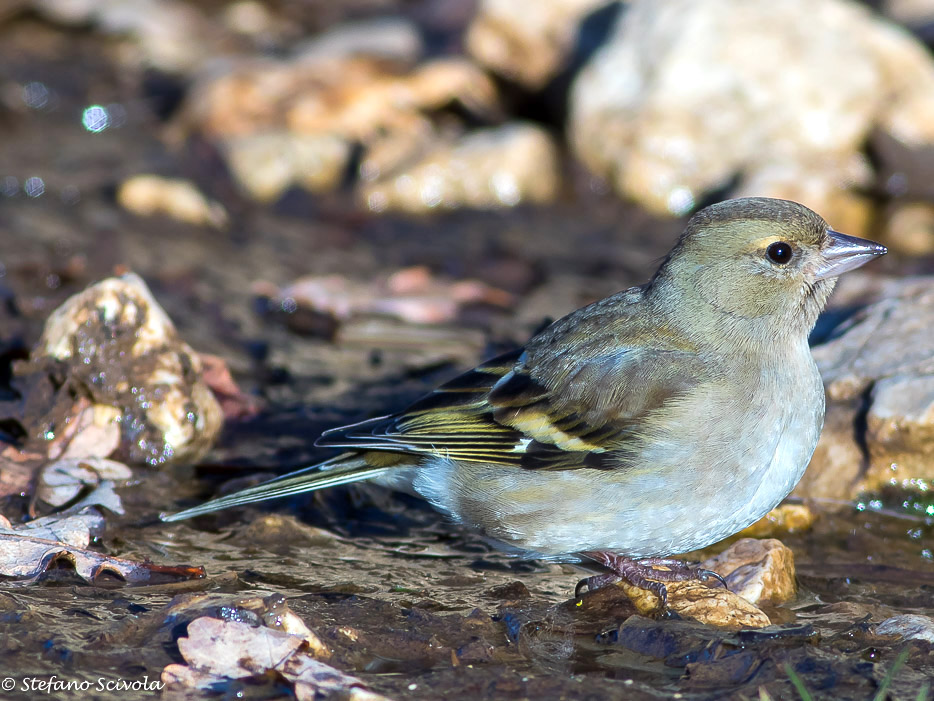 Fringuello (Fringilla coelebs)  ♂