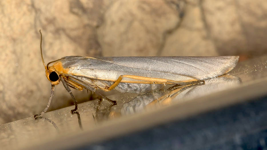 Erebidae Arctiinae da confermare: Eilema caniola