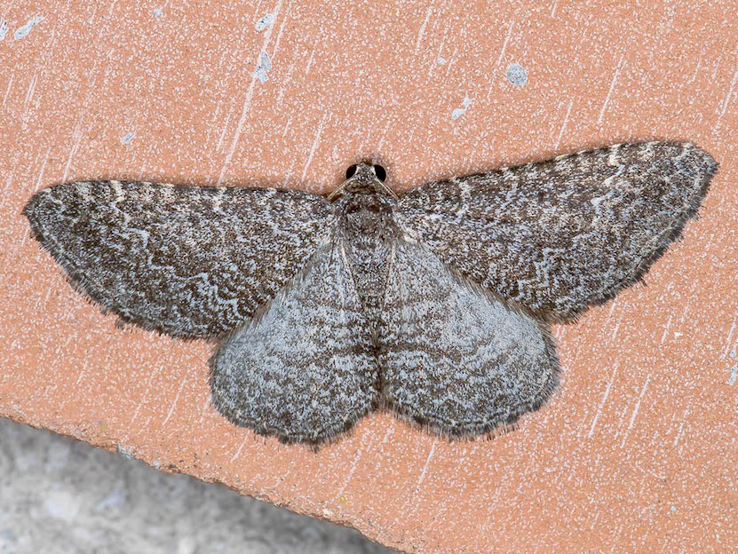 Cataclysme riguata - Geometridae