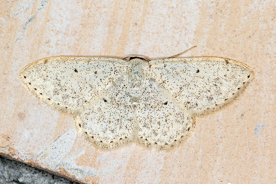 Scopula marginepunctata - Geometridae