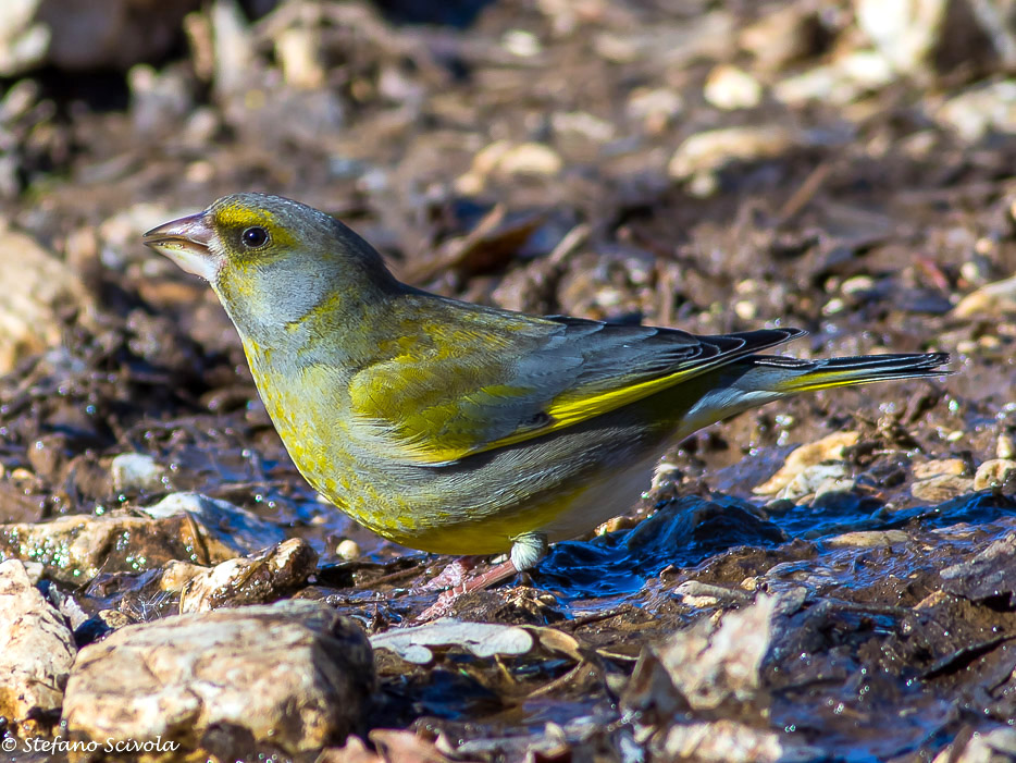 Verdone (Chloris chloris) ♀