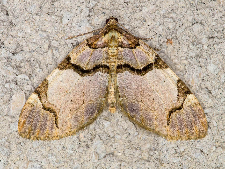 Anticlea derivata - Geometridae