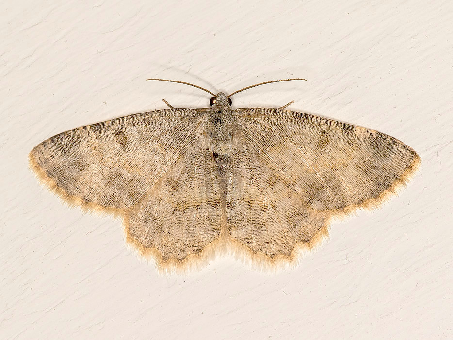 Charissa variegata - Geometridae