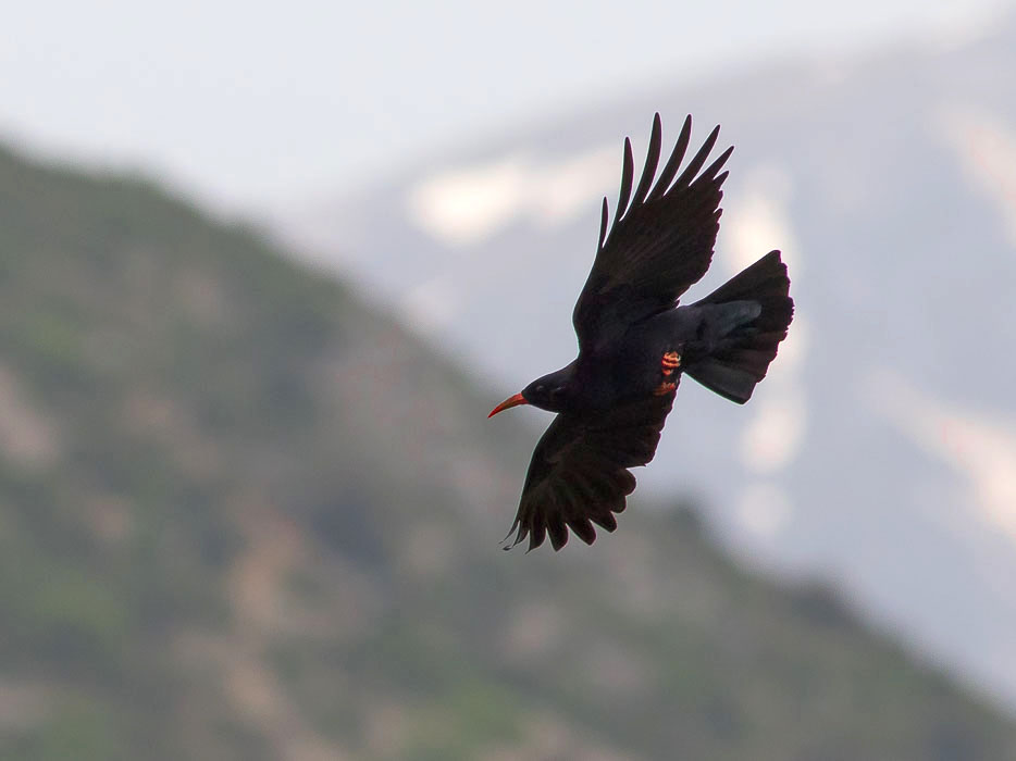 Gracchio corallino (Pyrrhocorax pyrrhocorax)