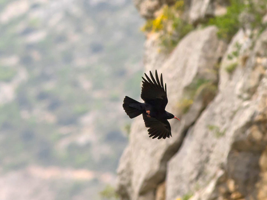 Gracchio corallino (Pyrrhocorax pyrrhocorax)