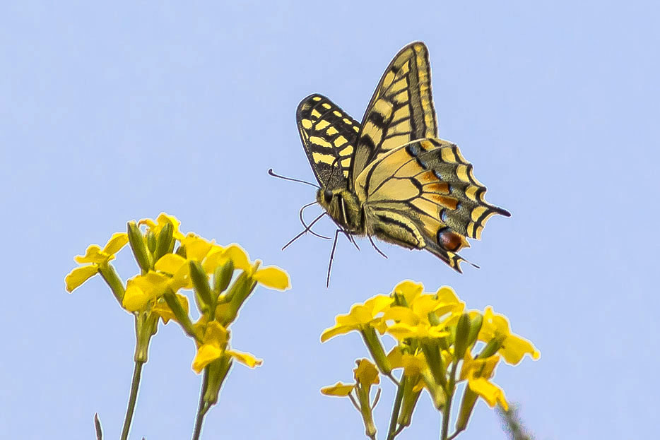 Papilio machaon (Papilionidae)