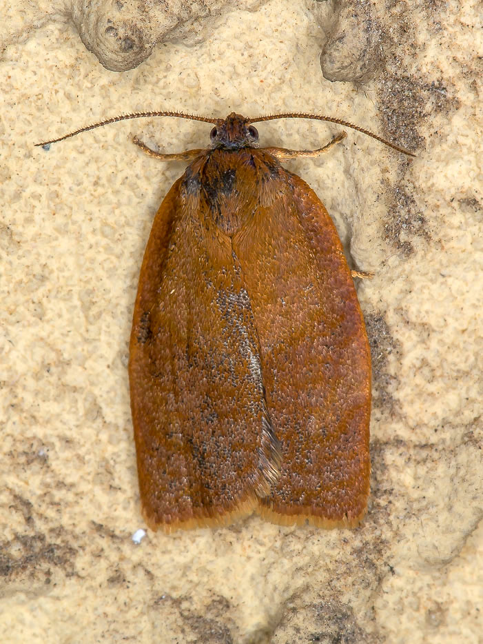 Cacoecimorpha pronubana ♂♀ - Tortricidae