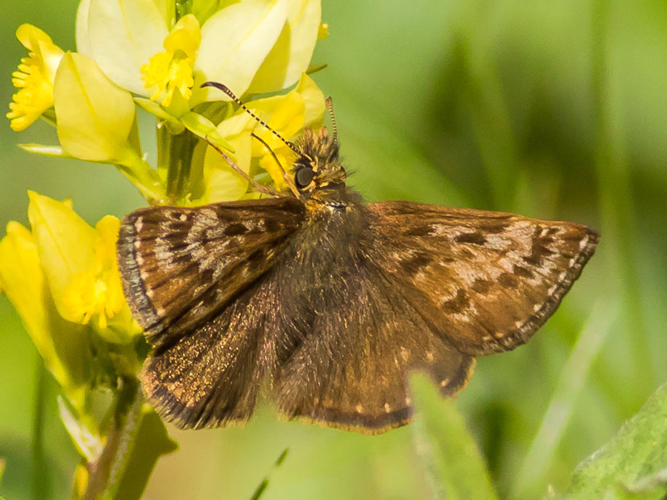 Erynnis tages - Hesperiidae