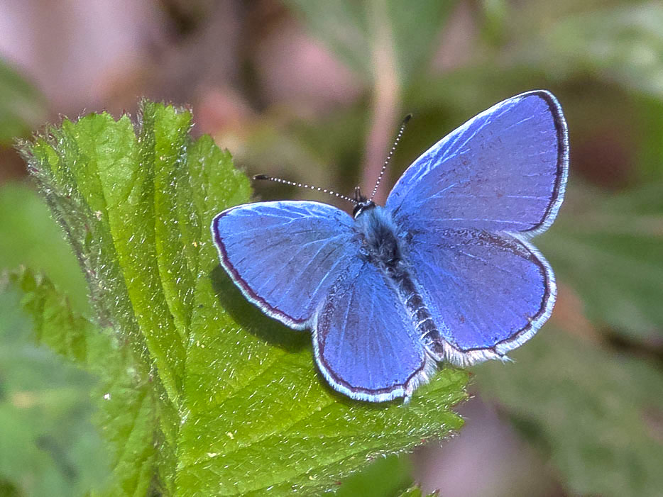 Lycaenidae: Cupido (Everes) sp., maschio (alcetas o argiades)