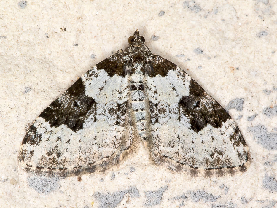 Xanthorhoe fluctuata - Geometridae