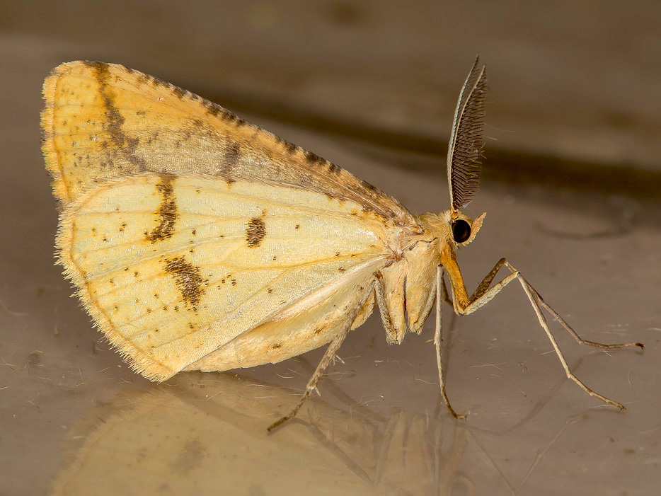 Aspitates ochrearia ♂ - Geometridae