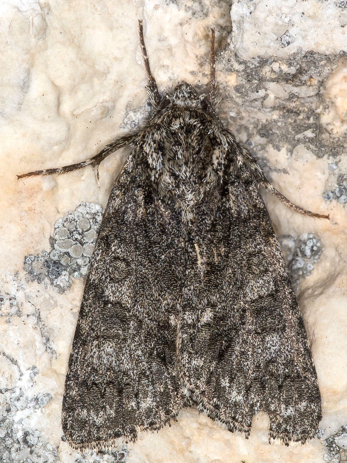 Acronicta rumicis - Noctuidae