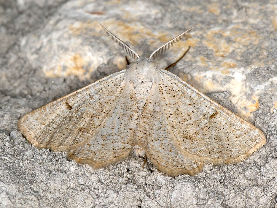 Dyscia innocentaria  ♂ -  Geometridae