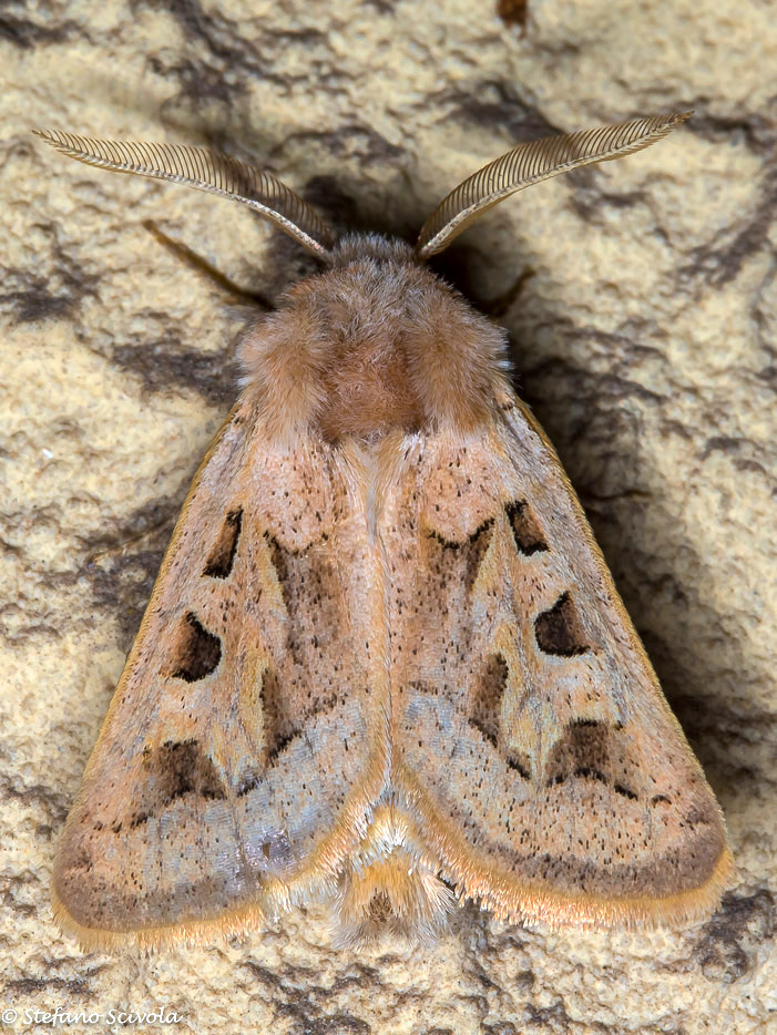 Episema da confermare - Episema glaucina, Noctuidae