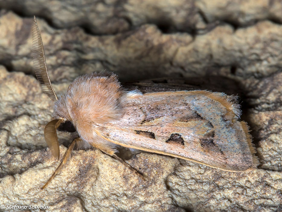 Episema da confermare - Episema glaucina, Noctuidae