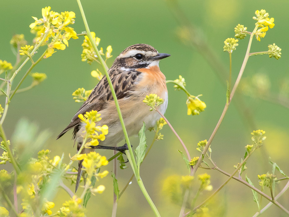 Stiaccino - (Saxicola rubetra)