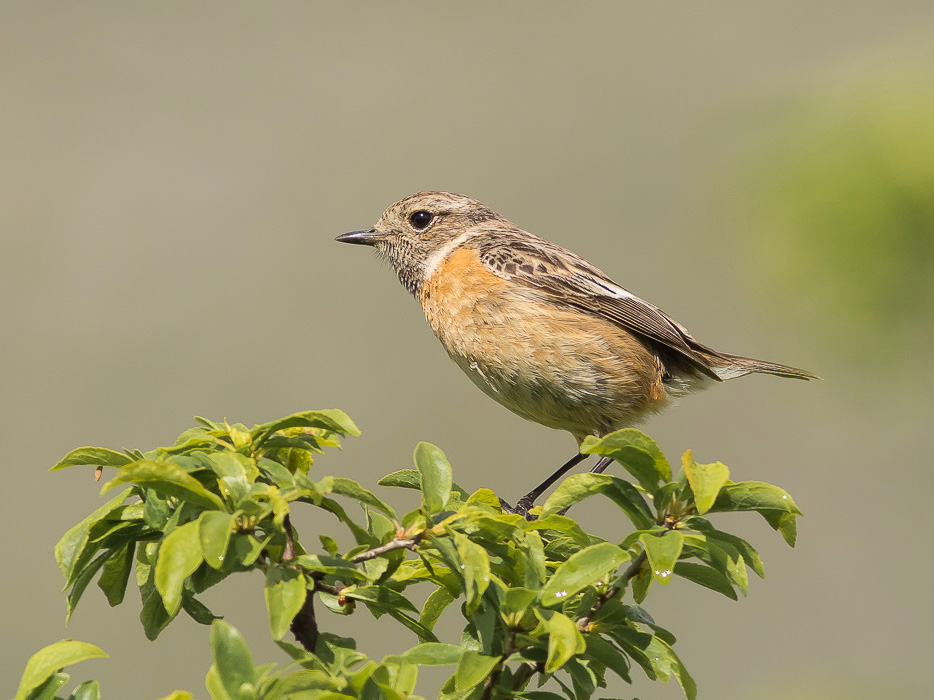 Saltimpalo (Saxicola rubicola) ♀  ♂ e juv.