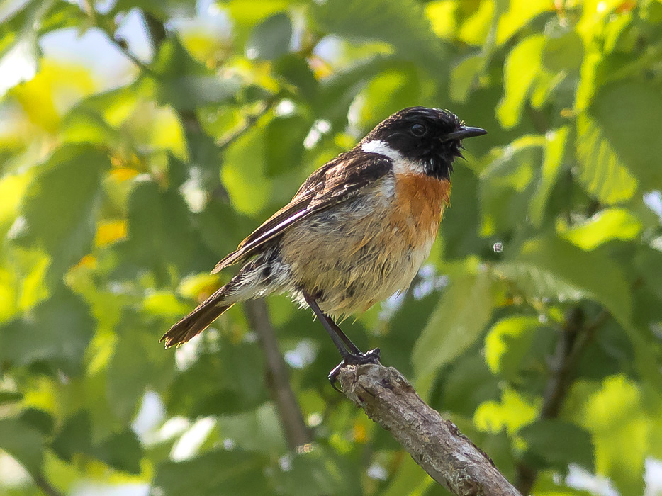 Saltimpalo (Saxicola rubicola) ♀  ♂ e juv.