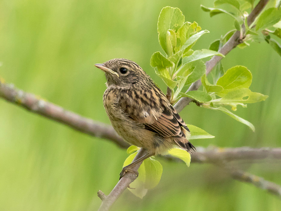 Saltimpalo (Saxicola rubicola) ♀  ♂ e juv.