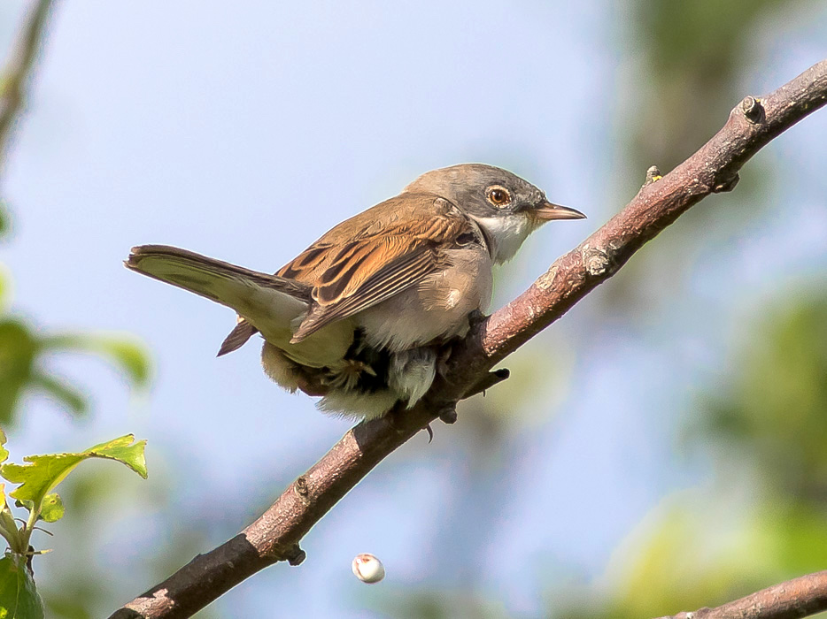 Sterpazzola (Sylvia communis) ♂