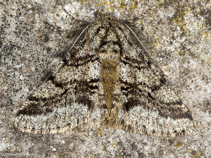 Lycia hirtaria ♂ - Geometridae