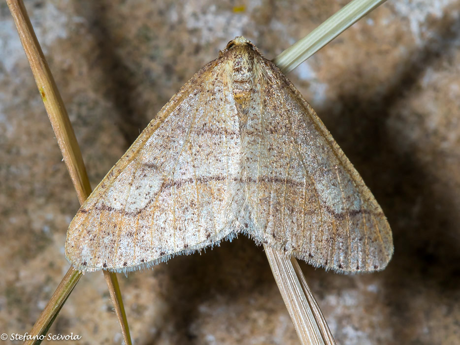 Agriopis marginaria ♂ - Geometridae