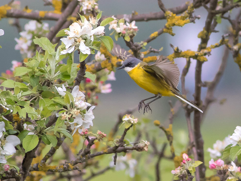 Cutrettola (Motacilla flava ssp. cinereocapilla)