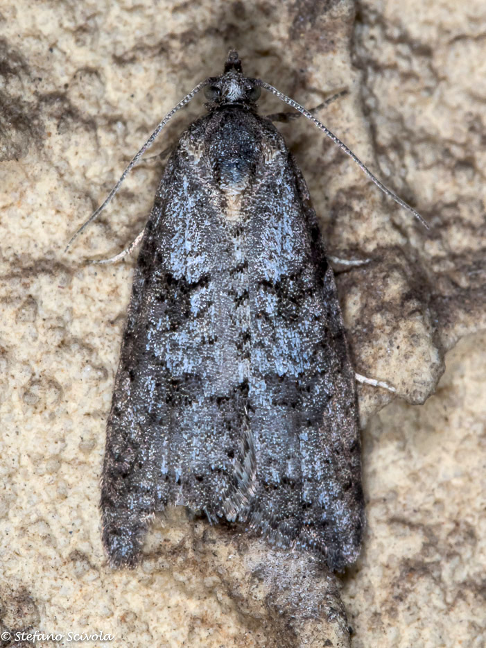 Cnephasia cfr communana. - Torticidae