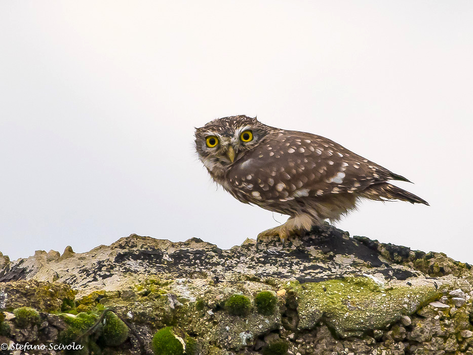 Civetta (Athene noctua)