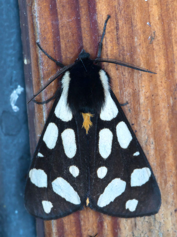 Arctia villica - Erebidae Arctiinae