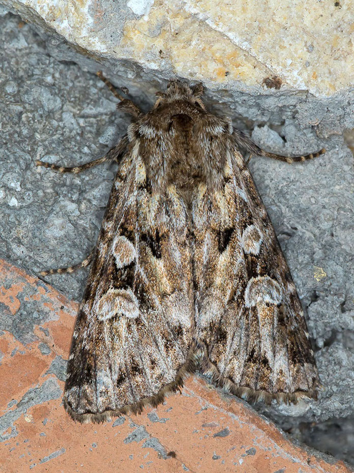 Pachetra sagittigera - Noctuidae