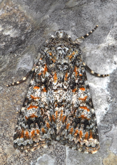 Noctuidae IV - Hadena (Hadena) luteocincta