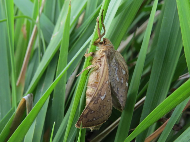 Richiesta id. Eterocero - Pharmacis aemiliana