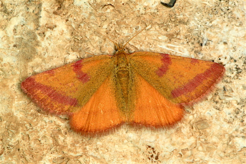 Geometridae - Lythria purpuraria