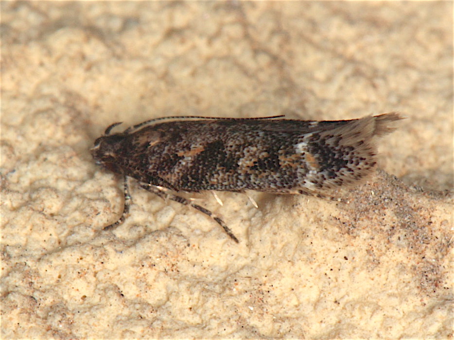 Gelechiidae da id.