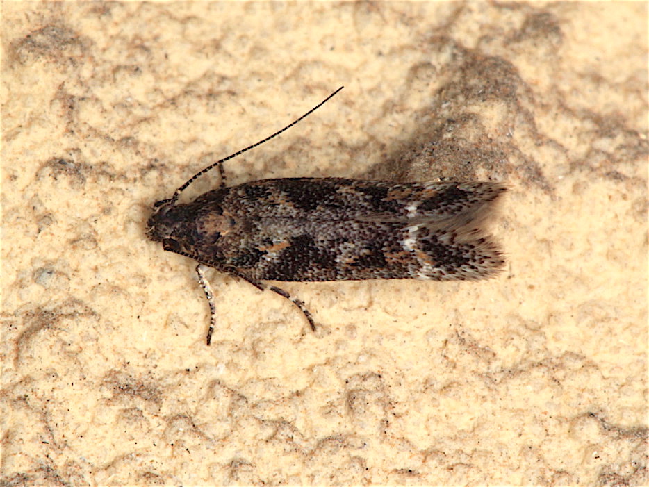 Gelechiidae da id.