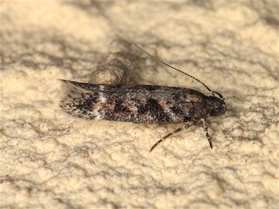 Gelechiidae da id.