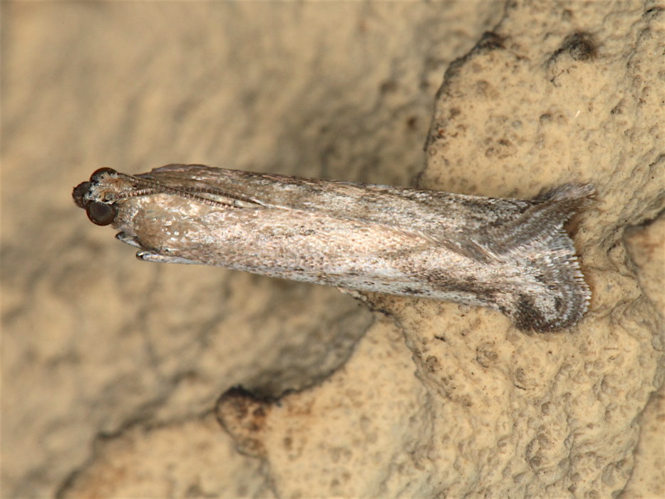 Pyralidae da id.