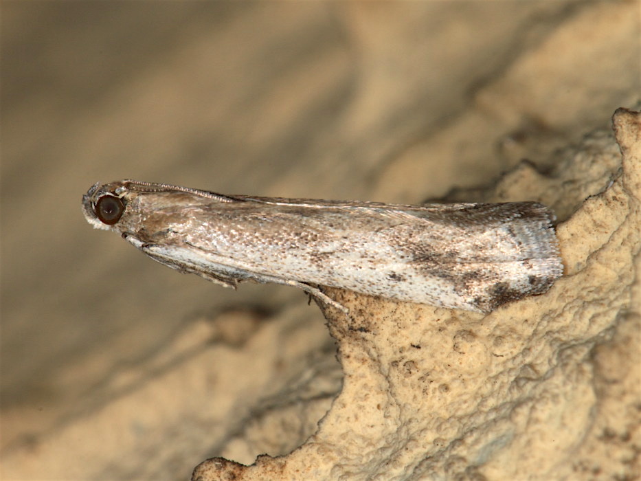 Pyralidae da id.