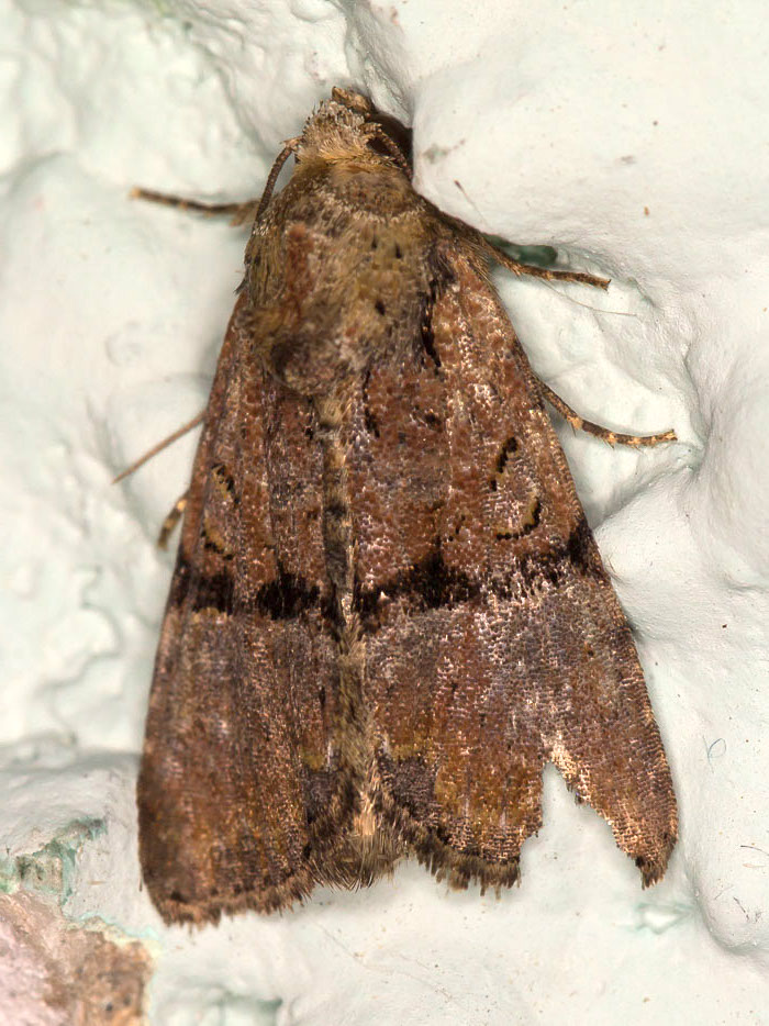 Mesoligia furuncula - Noctuidae