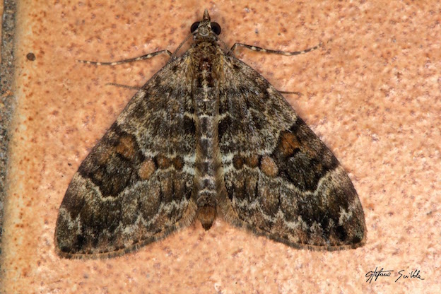 Geometridae - Thera sp.