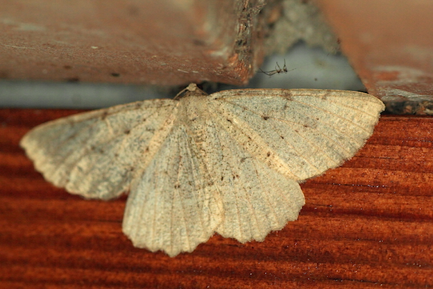 Altro Geometridae - Cfr. Gnophos dumetata