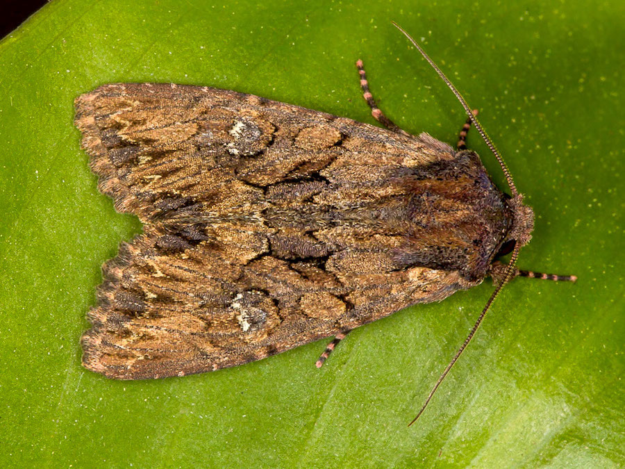 Quiz n 3 - Mniotype solieri, Noctuidae