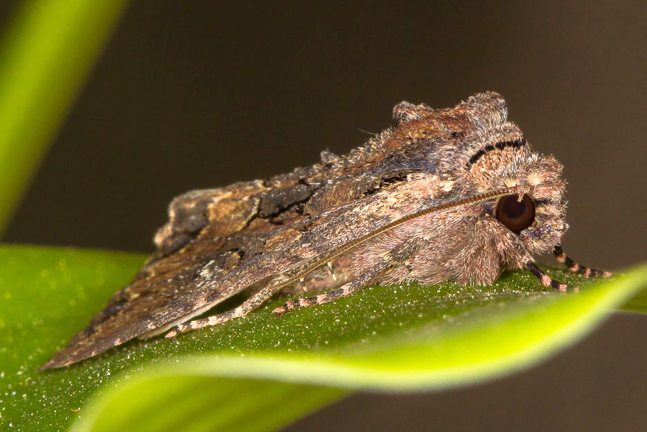 Quiz n 3 - Mniotype solieri, Noctuidae